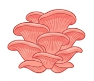 Gurmánské houby