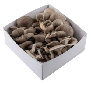 Hlíva box