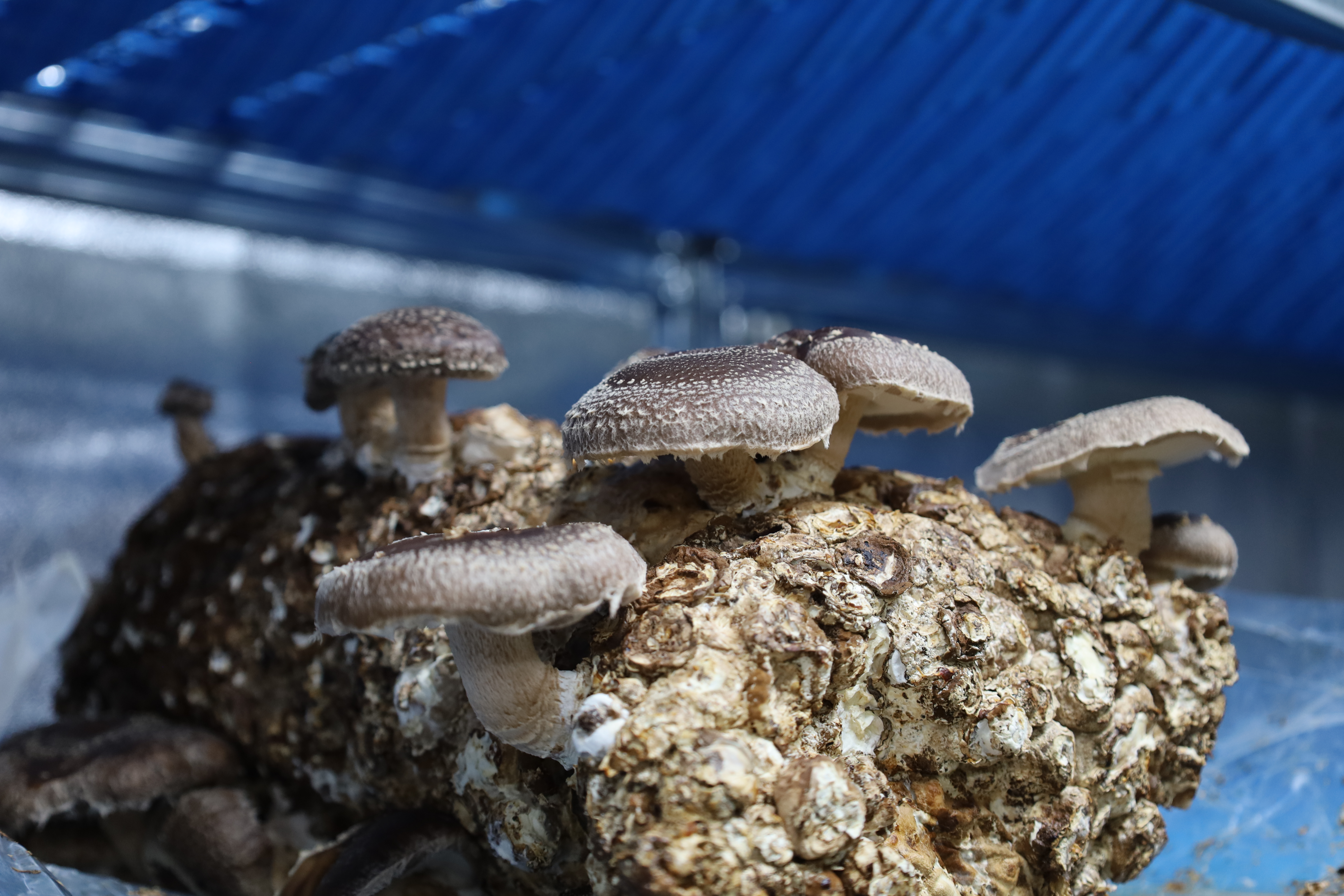 Shitake